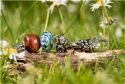 KORALIK Trollbeads, Flower Seduction